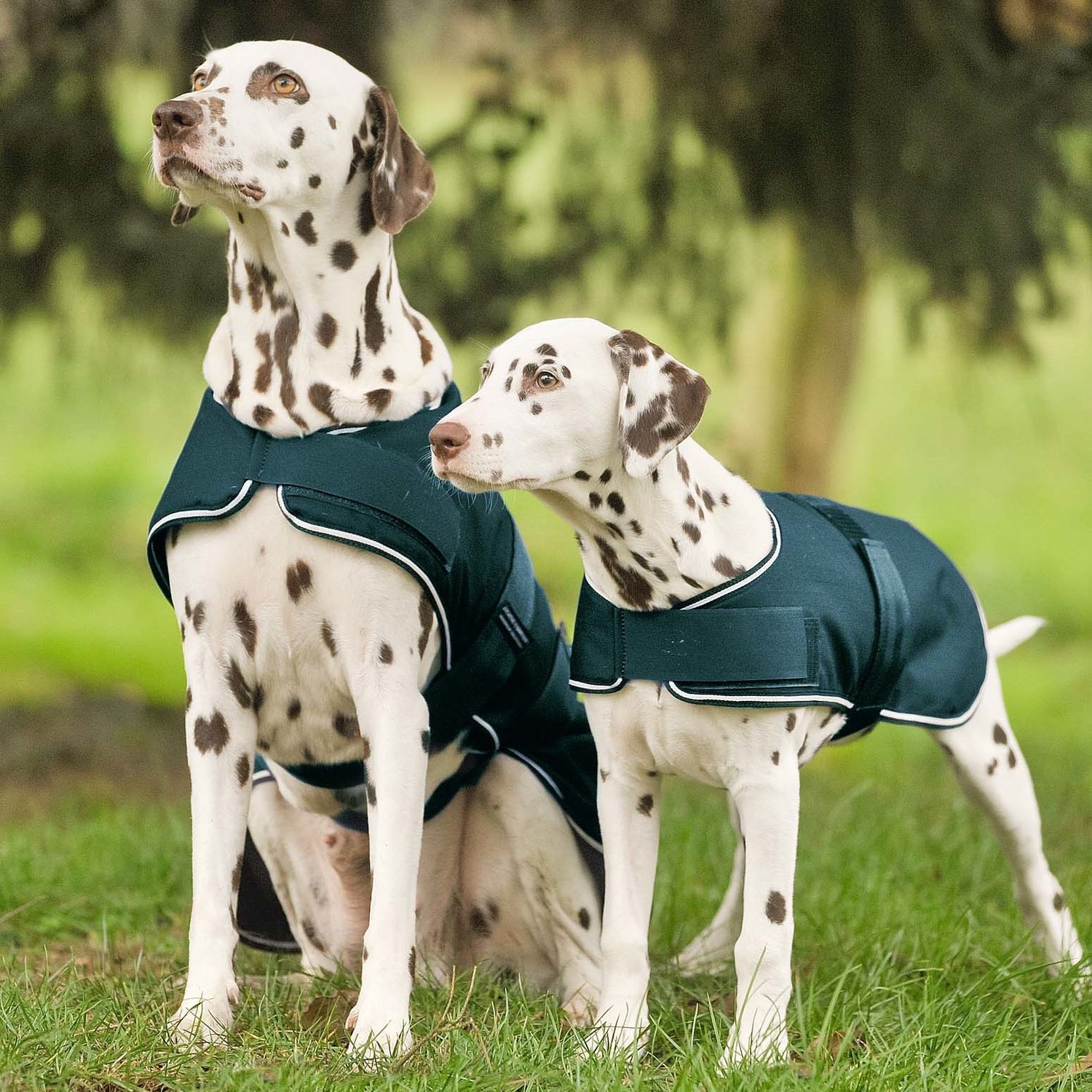 Bild von Waldhausen Hunde Regendecke