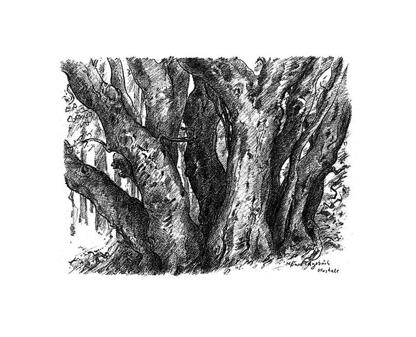 Bild von Günter Grass: Bild 'Buchengruppe' (2006) - aus Bilderzyklus 'Moener Tagebuch', ungerahmt