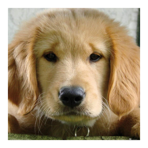 Bild von 1art1 Hunde Poster Süßer Golden Retriever Welpe Kunstdruck Bild 40x40 cm