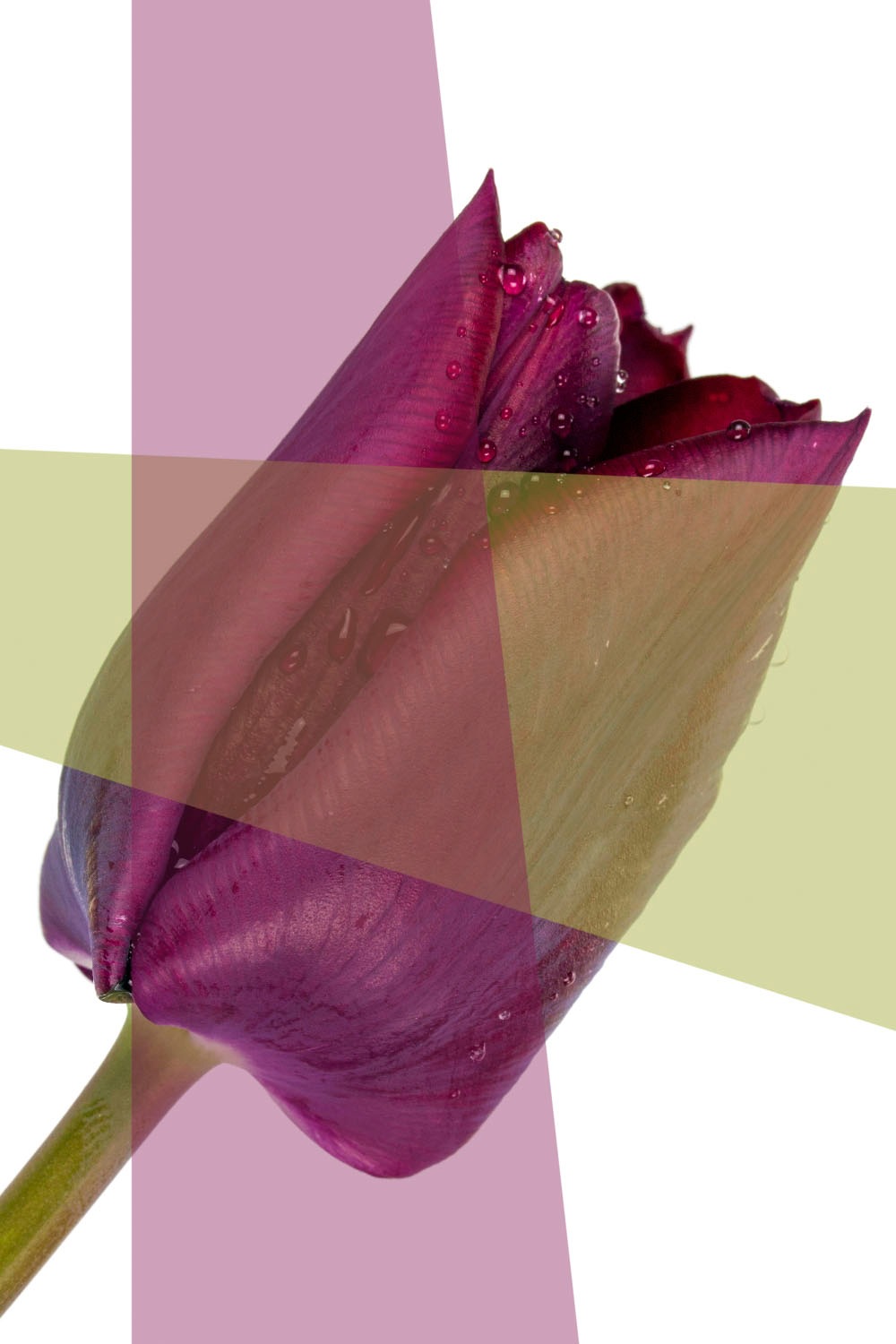 Bild von queence Acrylglasbild »Blume«, Pflanzen-Pflanzenbilder-Kunst-Blätter-Blätterbilder-Blumen-Blumenbilder, Fine Art-Print in Galeriequalität