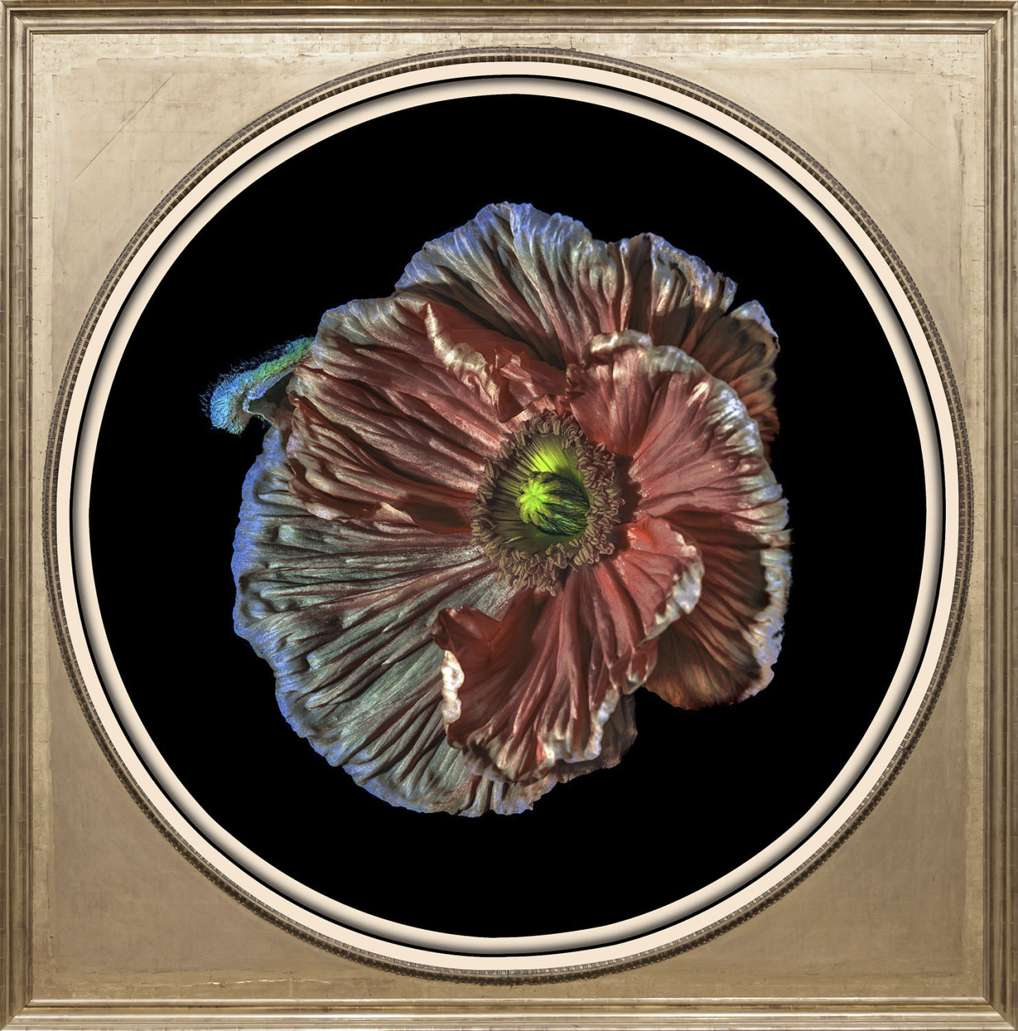 Bild von queence Acrylglasbild »Blume«, Blumen-Blumenbilder-Kunst-Pflanzen-Pflanzenbilder-Gemälde, Fine Art-Print in Galeriequalität