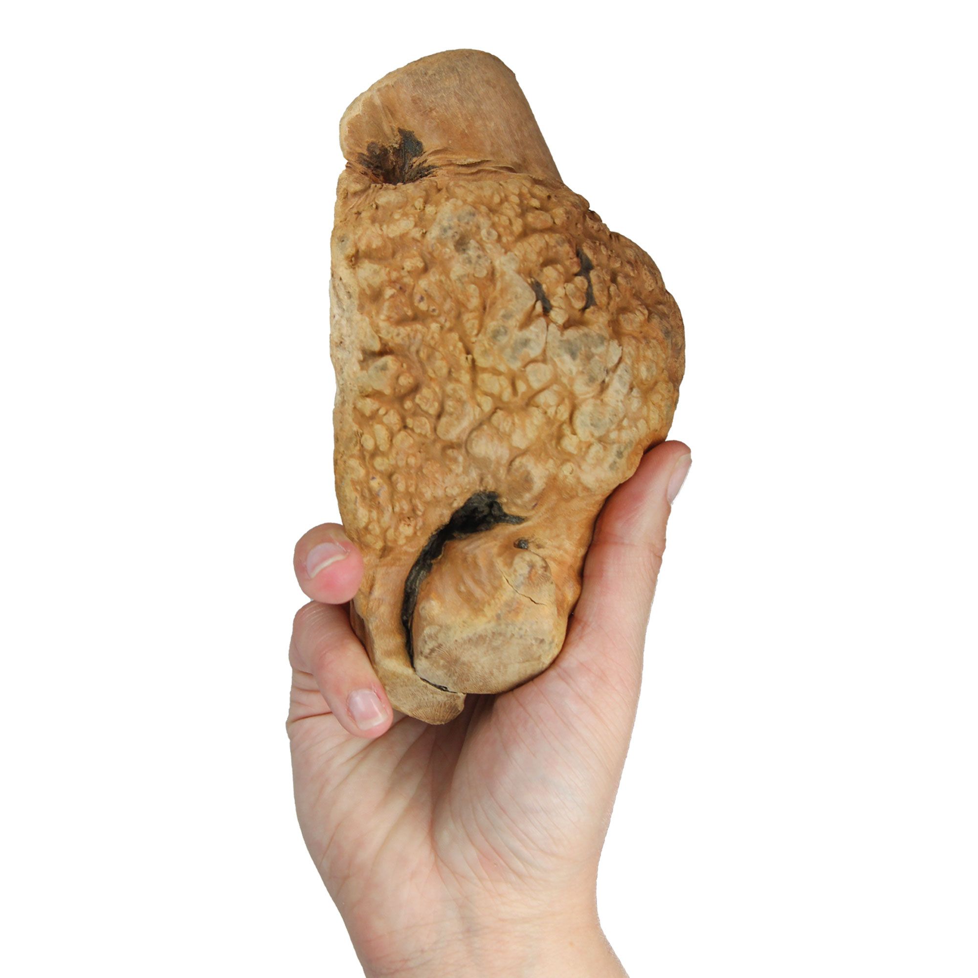 Bild von Schecker Kauwurzel Gr: M - das Kauspielzeug für Hunde - ohne Kalorien - hypoallergen - 1 Stück - M 250-450g