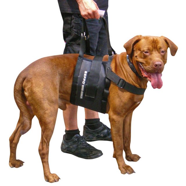Bild von Schecker Hunde-Sicherheitsgeschirr Beppo® Hunde Gehhilfe One-Size, Neopren, Hundetrage 20x70 cm, geeignet für Hunde mit Brustumfang 55 - 125 cm, Auflagefläche am Bauch: 20 cm