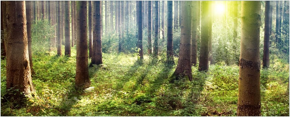 Bild von Wallario Poster - Sonnenuntergang im Wald zwischen den Bäumen in Premiumqualität, Größe: 50 x 125 cm