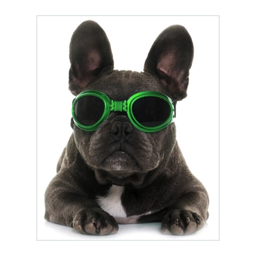 Bild von Wallario Möbelfolie Cooler Hund mit Sonnenbrille in grün - Französische Bulldogge