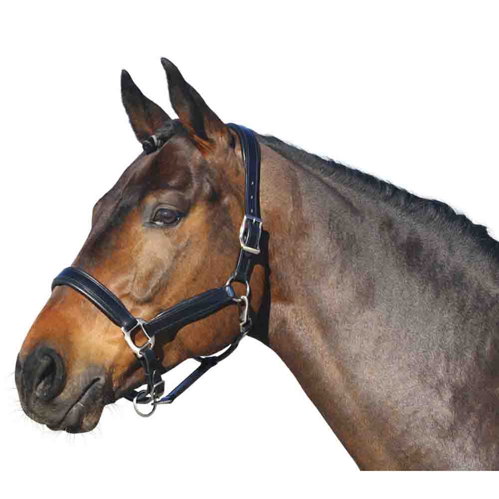 Bild von Euroriding Halfter Leder British Line