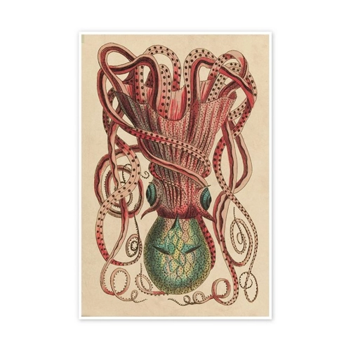 Bild von Posterlounge Poster Frederick Polydor Nodder - Krake, Octopus vulgaris