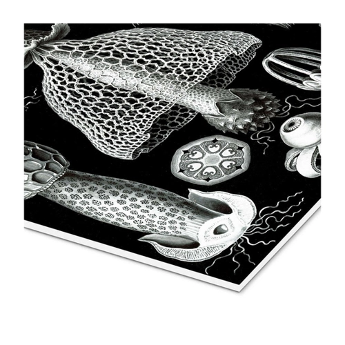 Bild von Posterlounge Forex-Bild von Ernst Haeckel – Ständerpilze