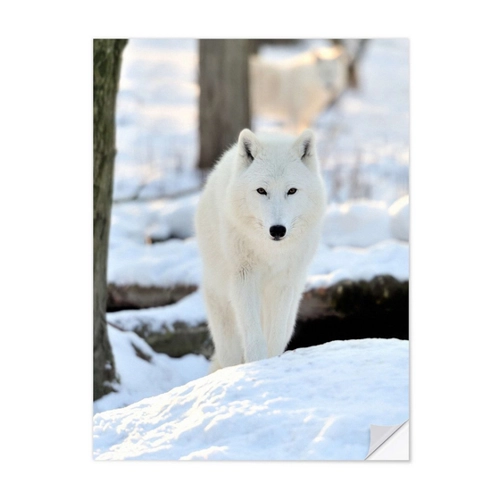 Bild von Schöner weißer Wolf im Winter – Wandsticker von Posterlounge