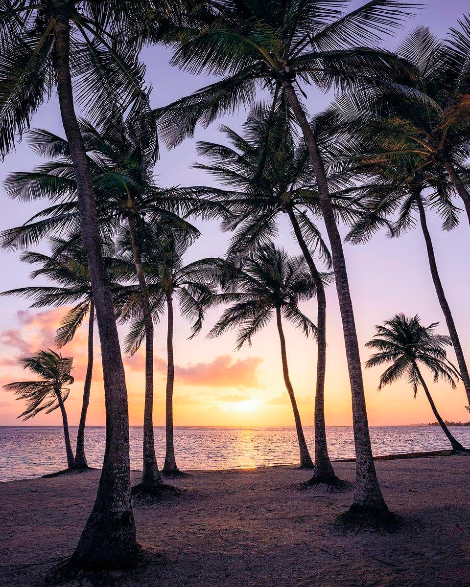 Bild von Komar Digitaldruck Vliestapete PALMTREES ON BEACH, 200 x 250 cm (Breite x Höhe), Tapete, Fototapete, Landschaft, Naturaufnahme, Schlafzimmer, Wohnzimmer, Flur