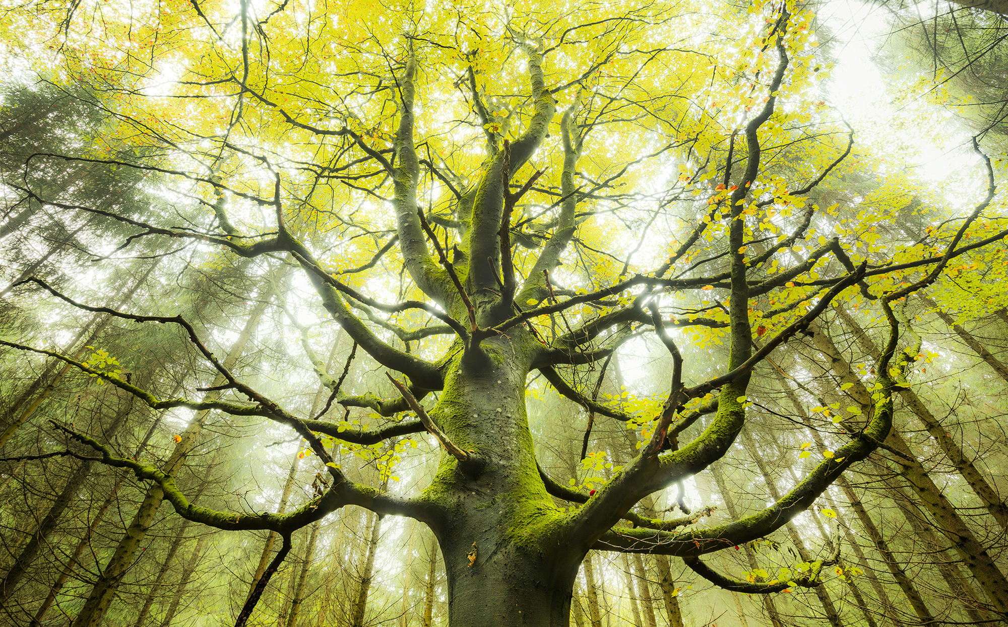 Bild von Komar Vlies Fototapete DER TRAUMBAUM | Tapete, XXL, Dekoration, Natur, Landschaft, Schlafzimmer, Wohnzimmer, Büro, Flur | Größe 450 x 280 cm (Breite x Höhe) | SHX9-020