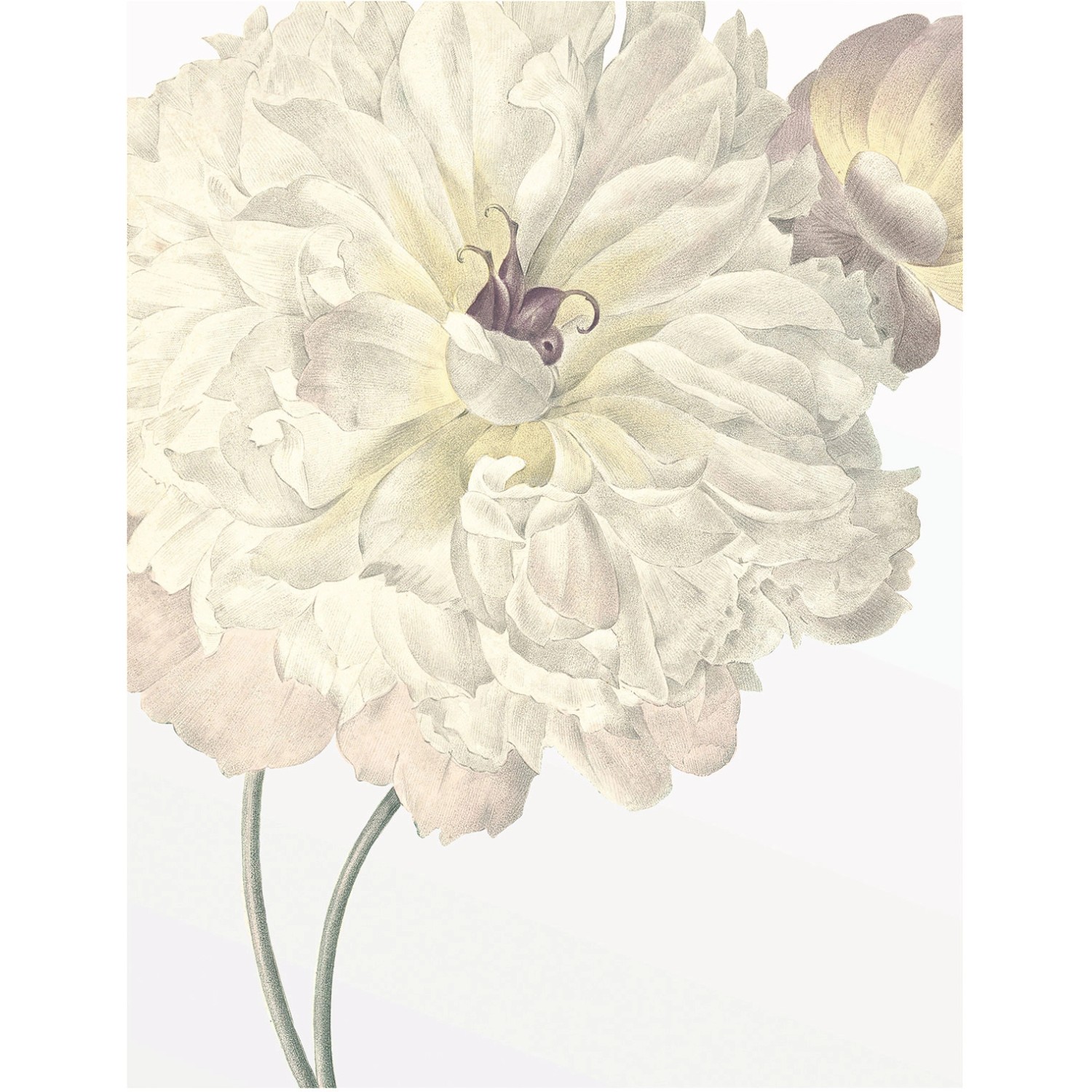 Bild von Komar Wandbild Illustration Dahlia 40 x 50 cm