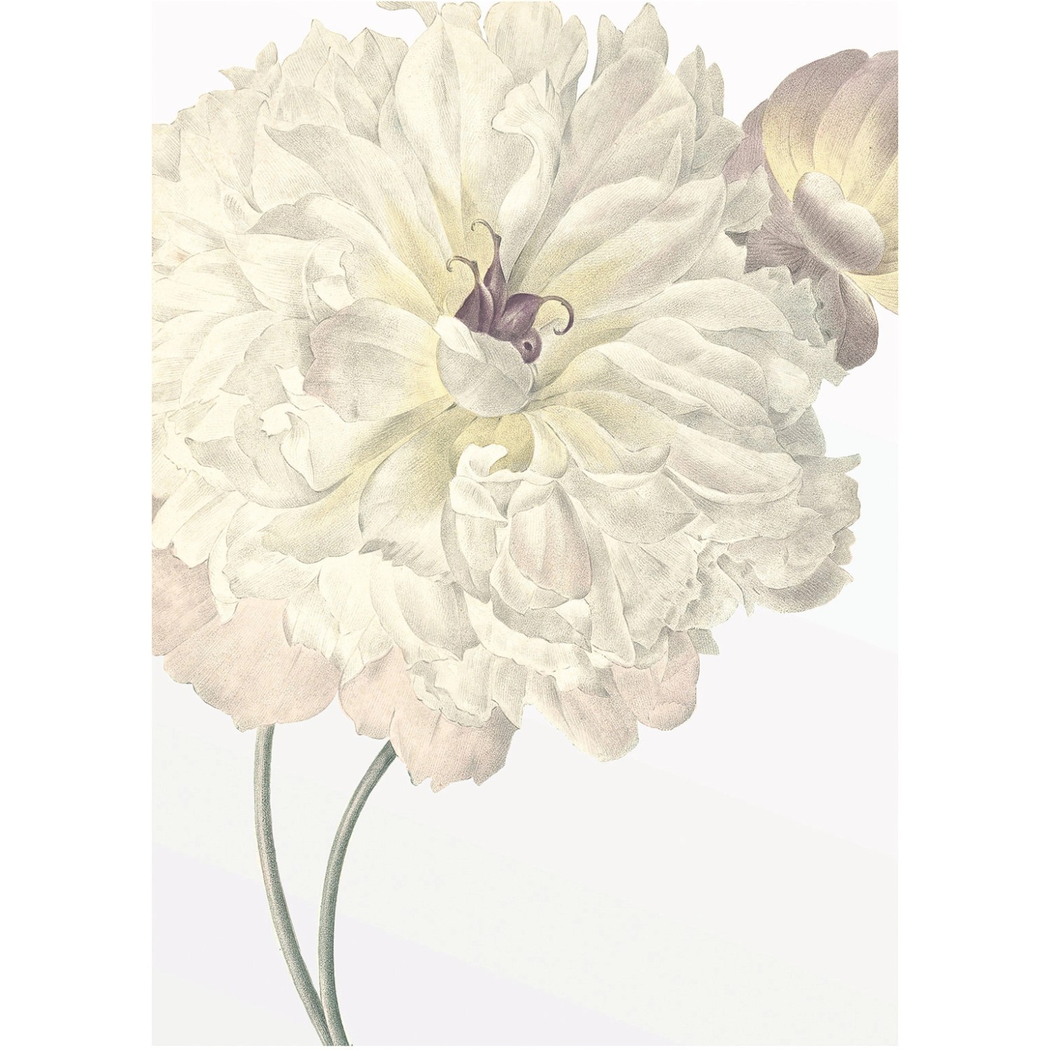 Bild von Komar Wandbild Illustration Dahlia 30 x 40 cm
