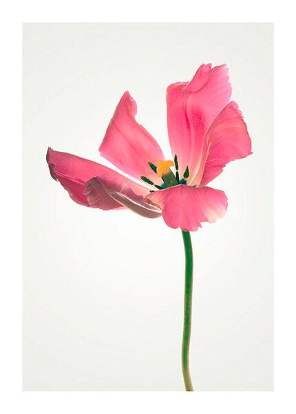 Bild von Komar Bild »Tulip«, Blumen, (1 St.), Wandbild zur Dekoration - ohne Rahmen