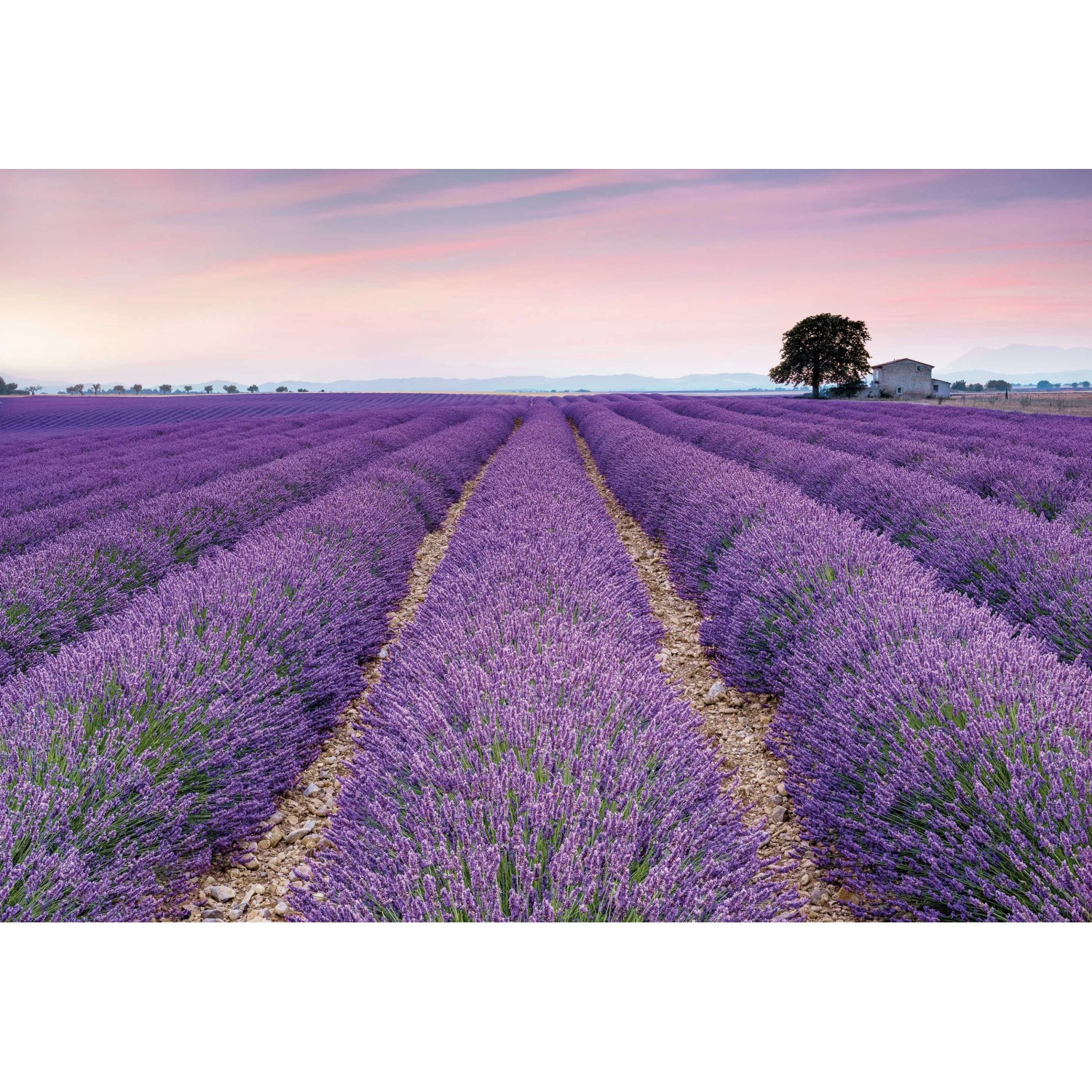 Bild von Komar Fototapete Vlies Provence  400 x 260 cm