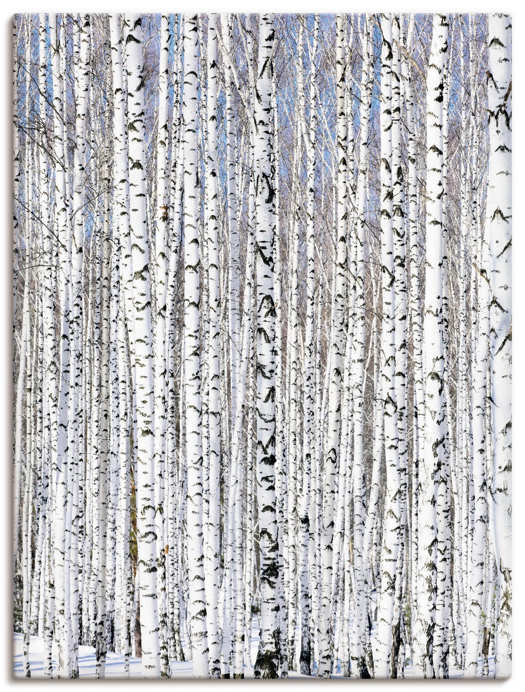 Bild von Artland Wandbild "Winterbirkenwald Wintergelassenheit", Bäume, (1 St.), als Leinwandbild, Poster in verschied. Größen