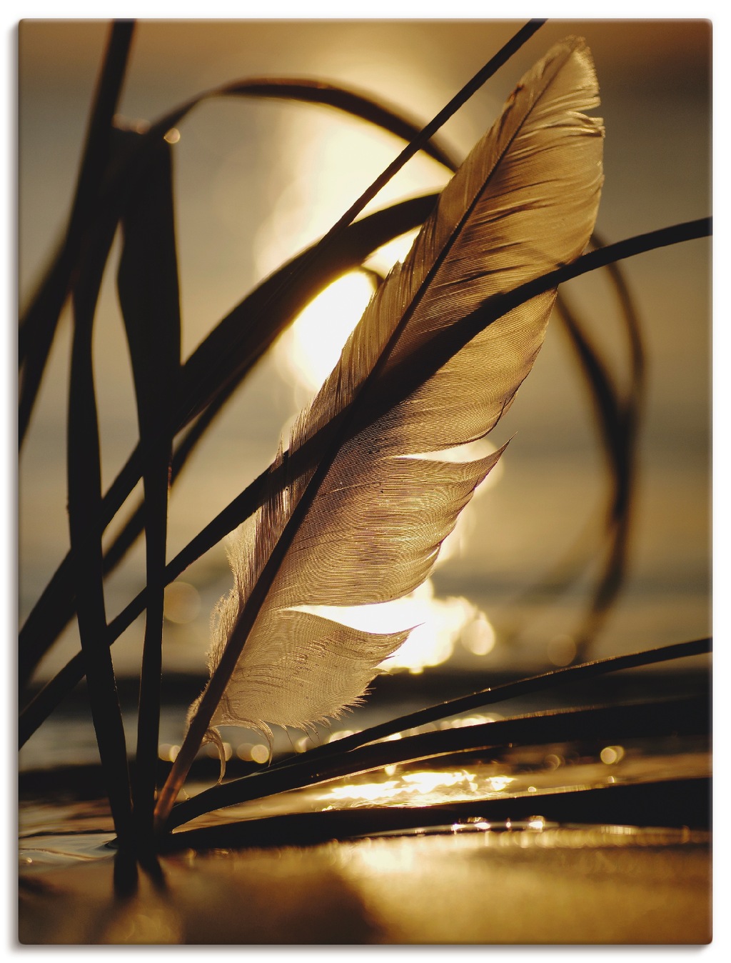 Bild von Artland Wandbild "Feder im Abendlicht", Gräser, (1 St.), als Leinwandbild, Poster, Wandaufkleber in verschied. Größen