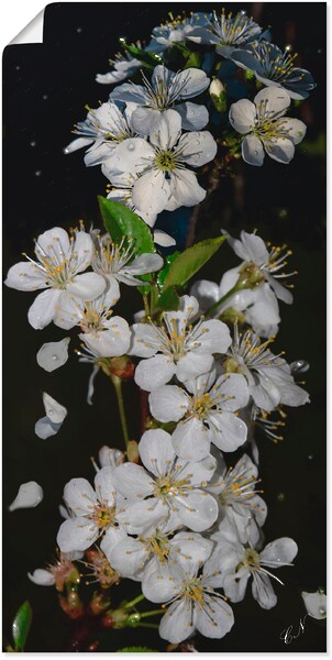 Bild von Artland Wandbild »Baumblüte«, Blumen, (1 St.), als Leinwandbild, Poster, Wandaufkleber in verschied. Größen
