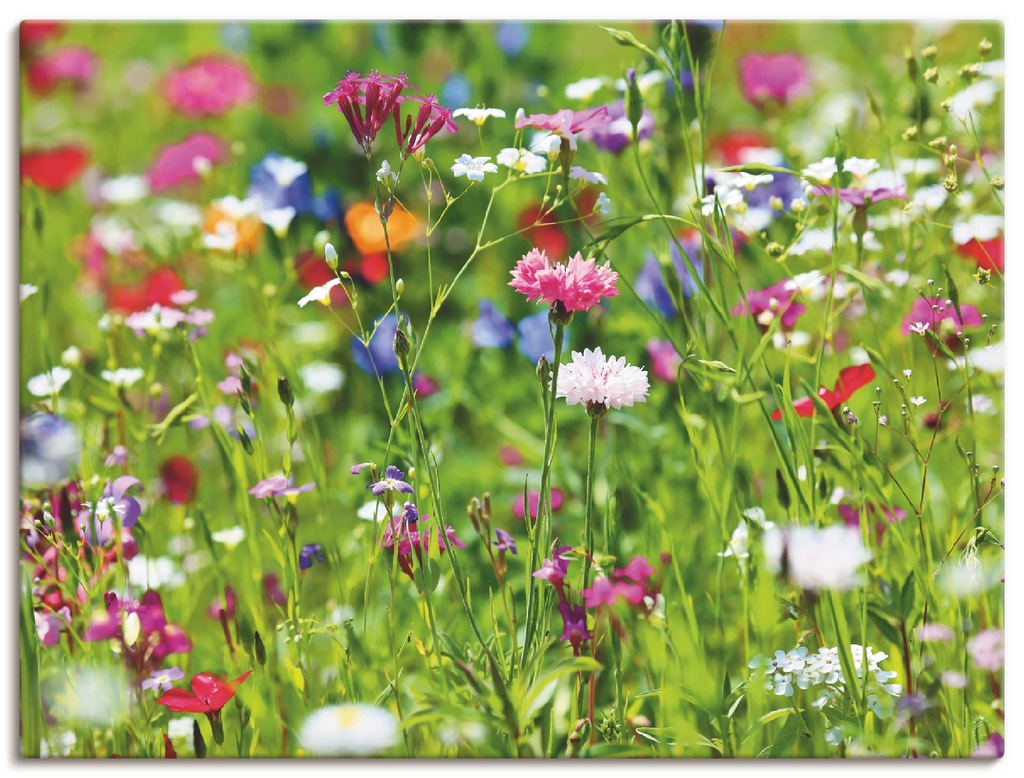 Bild von Wandbild ARTLAND "Blumenwiese I", grün, B:120cm H:90cm, Canvas, Leinwand, Bilder, als Leinwandbild, Poster in verschied. Größen