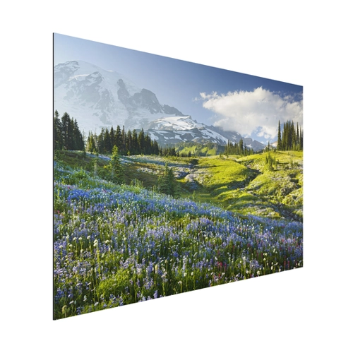 Bild von Alu-Dibond Natur & Landschaft Bergwiese mit blauen Blumen vor Mt. Rainier