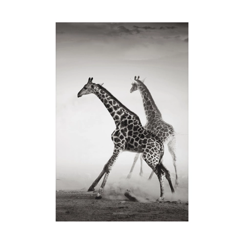Bild von Alu-Dibond Wandbild Schwarz-Weiß Giraffenjagd