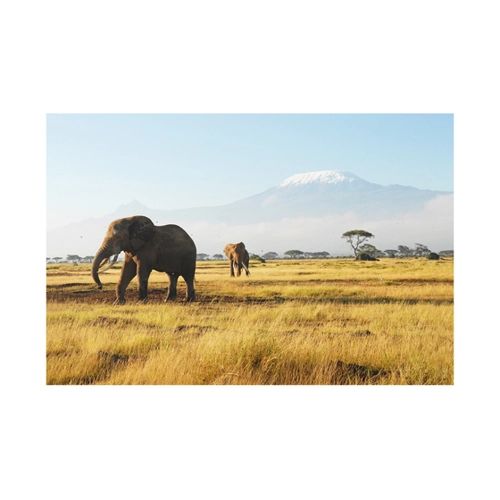 Bild von Forexbild - Querformat 3:2 Elefanten vor dem Kilimanjaro in Kenya