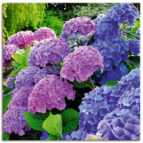 Bild von Artland Wandbild »Hortensien im Garten«, Blumen, (1 St.), als Alubild, Outdoorbild, Leinwandbild, Poster, Wandaufkleber