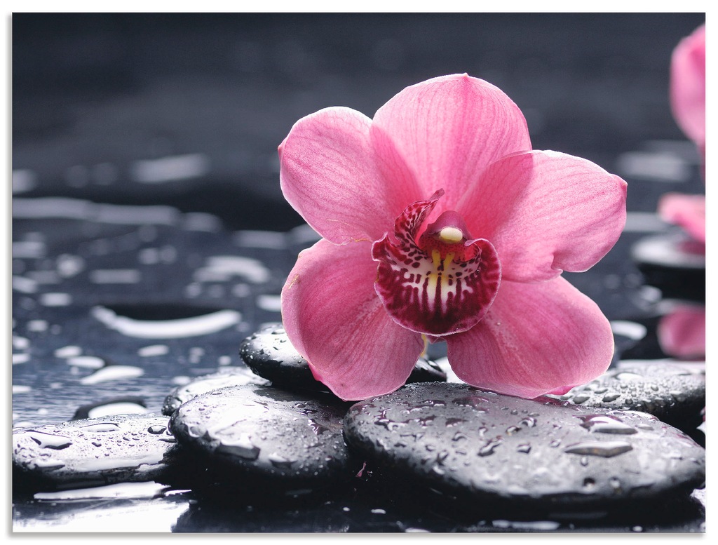 Bild von Artland Wandbild "Stillleben mit Kiesel und einer Orchidee", Blumen, (1 St.), als Alubild, Outdoorbild, Leinwandbild, Poster, Wandaufkleber