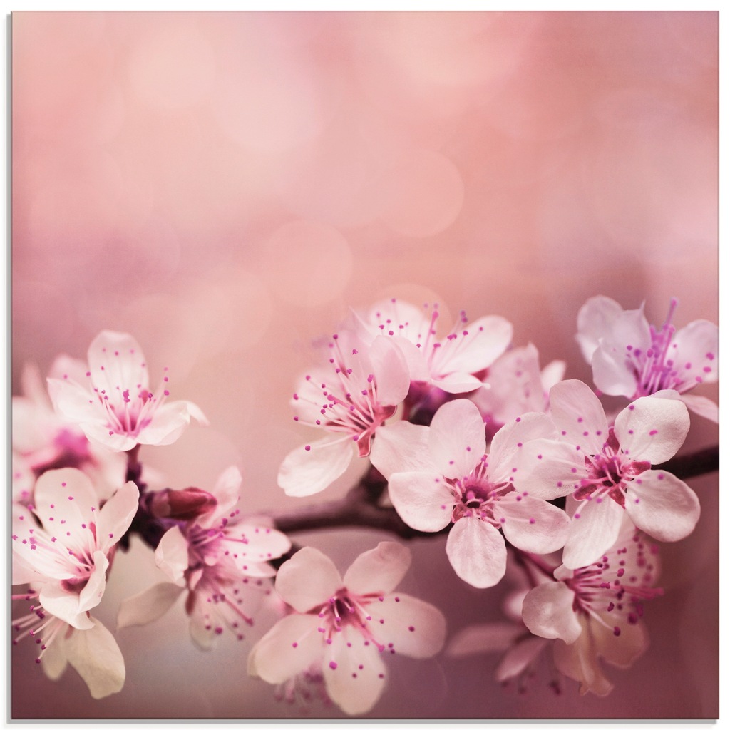 Bild von Artland Glasbild "Kirschblüten", Blumen, (1 St.), in verschiedenen Größen