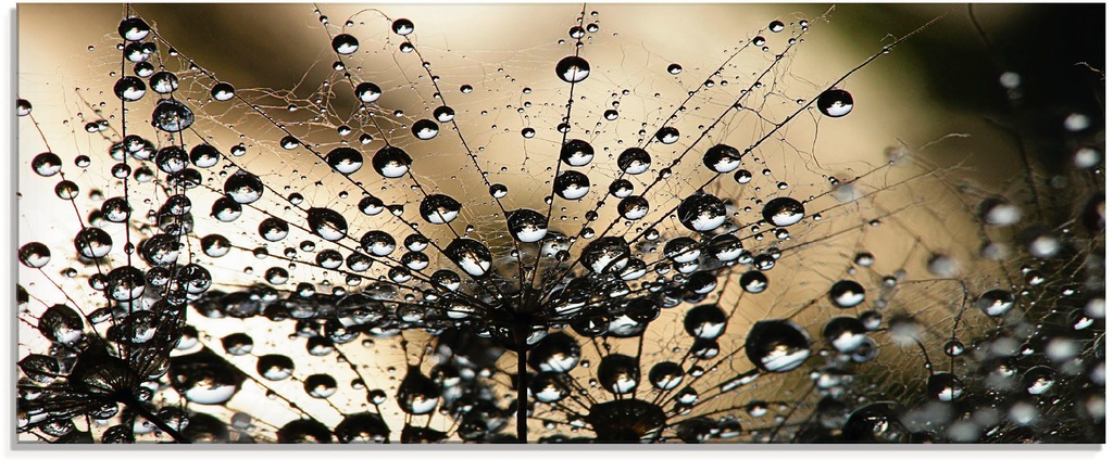 Bild von ARTland Wanddeko Glasbilder Wandbild Glas Bild einteilig 125x50 cm Querformat Natur Botanik Blumen Pusteblume Frühling Wassertropfen Modern S5YR