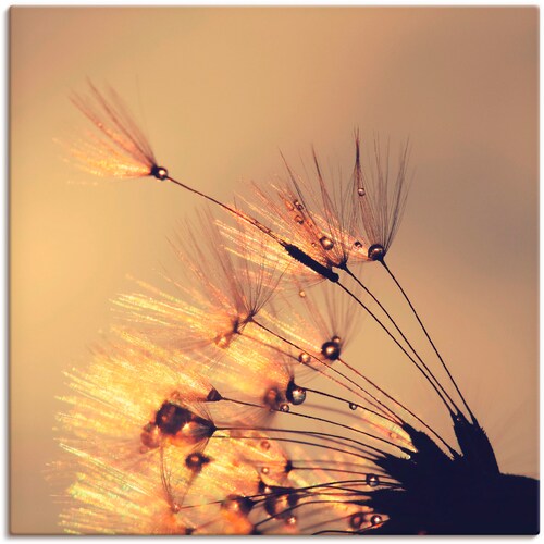 Bild von Artland Leinwandbild "Pusteblume Goldene Schirmchen", Blumen, (1 St.), auf Keilrahmen gespannt