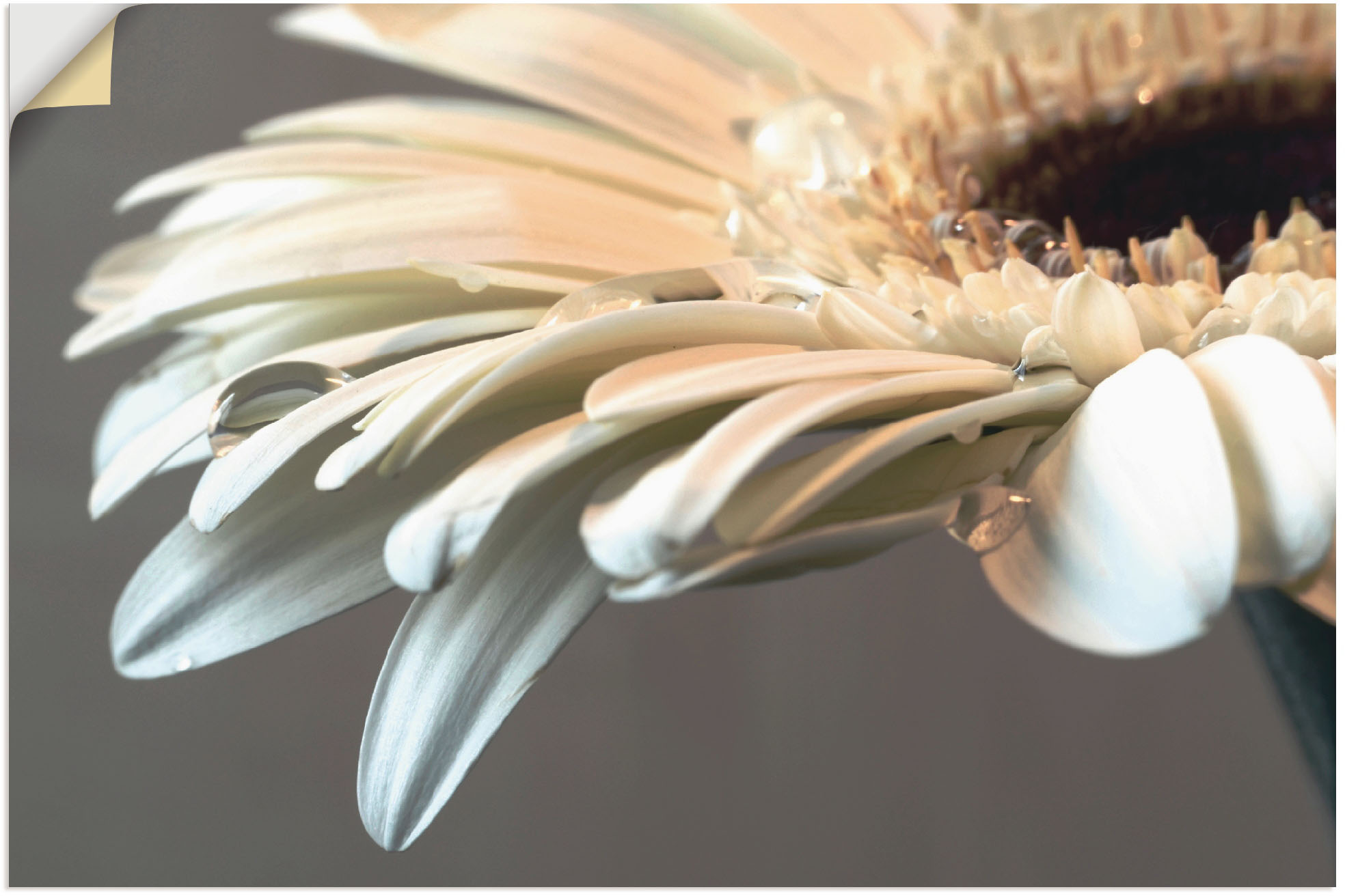 Bild von Artland Wandbild "Blüte einer Gerbera", Blumen, (1 St.), als Leinwandbild, Poster, Wandaufkleber in verschied. Größen