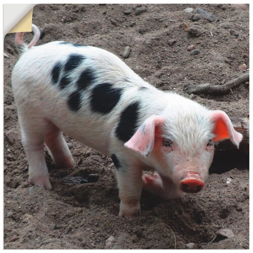 Bild von Artland Wandfolie »Niedliches Ferkel«, Haustiere, (1 St.), selbstklebend