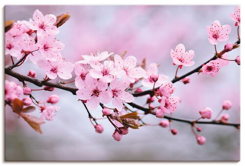 Bild von Artland Wandbild »Kirschblüten«, Blumen, (1 St.), als Alubild, Outdoorbild, Leinwandbild, Poster, Wandaufkleber