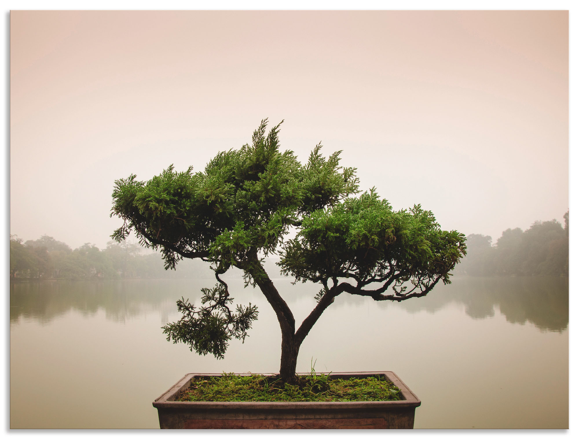 Bild von Wandbild ARTLAND "Chinesischer Bonsaibaum", grün, B:120cm H:90cm, Bilder, als Alubild, Outdoorbild, Leinwandbild, Poster, Wandaufkleber