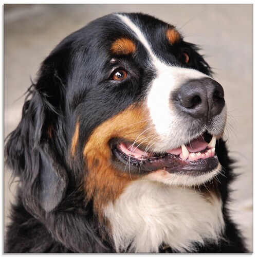 Bild von Artland Glasbild "Berner Sennenhund", Haustiere, (1 St.), in verschiedenen Größen