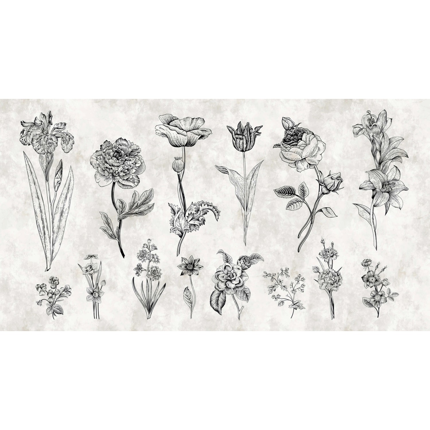 Bild von Fototapete Blumen Schwarz Weiß 5,00 m x 2,70 m FSC®