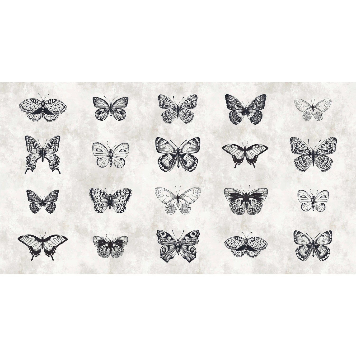 Bild von Fototapete Schmetterlinge Schwarz Weiß 5,00 m x 2,70 m FSC®