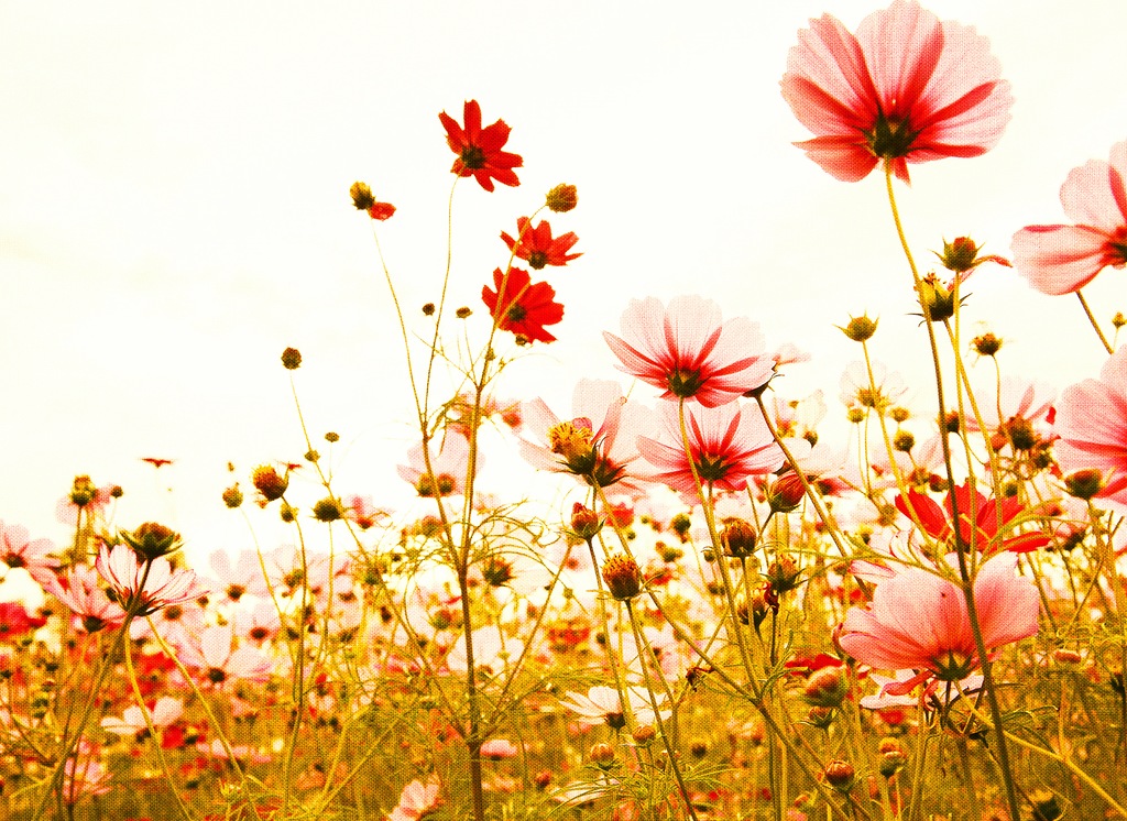 Bild von living walls Fototapete "Designwalls Flower Meadow 2", Vlies, Wand, Schräge, Decke