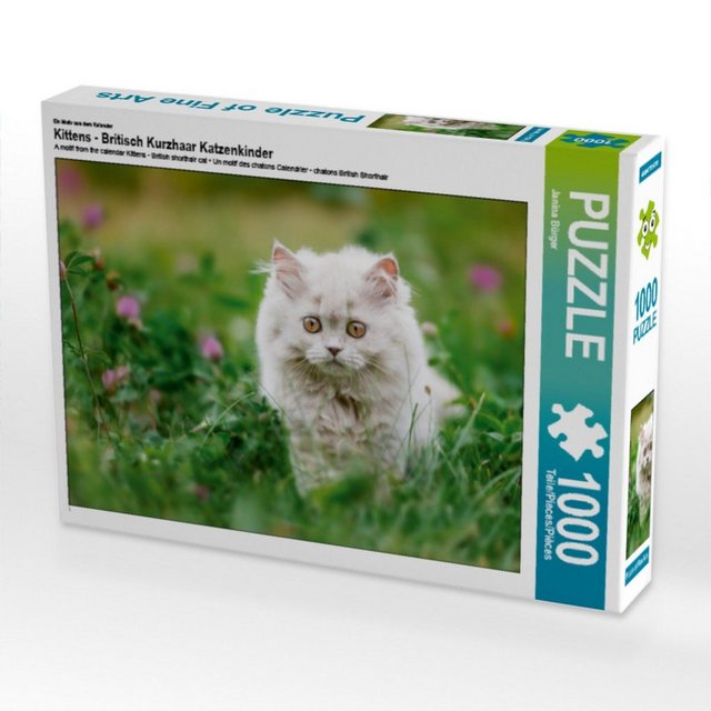 Bild von CALVENDO Puzzle EIN Motiv aus dem Kalender Kittens - Britisch Kurzhaar Katzenkinder 1000 Teile Puzzle quer | 1000 Teile Lege-Größe 64 x 48 cm Foto-Puzzle für glückliche Stunden