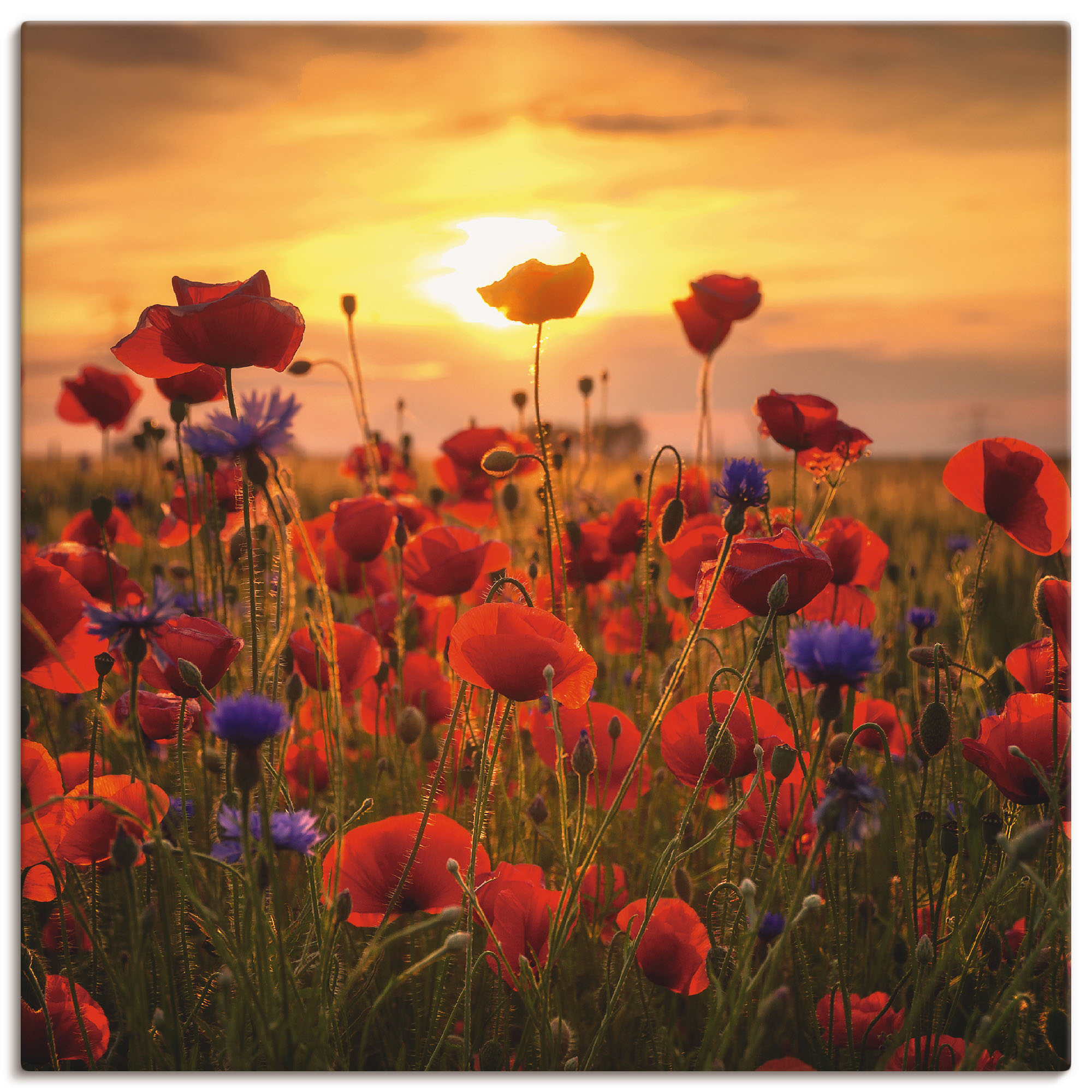 Bild von Artland Wandbild »Mohnblumen im Abendlicht«, Blumen, (1 St.), als Alubild, Outdoorbild, Leinwandbild, Poster, Wandaufkleber