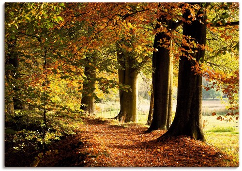 Bild von Artland Wandbild »Herbstfarben«, Bäume, (1 St.), als Alubild, Outdoorbild, Leinwandbild in verschied. Größen