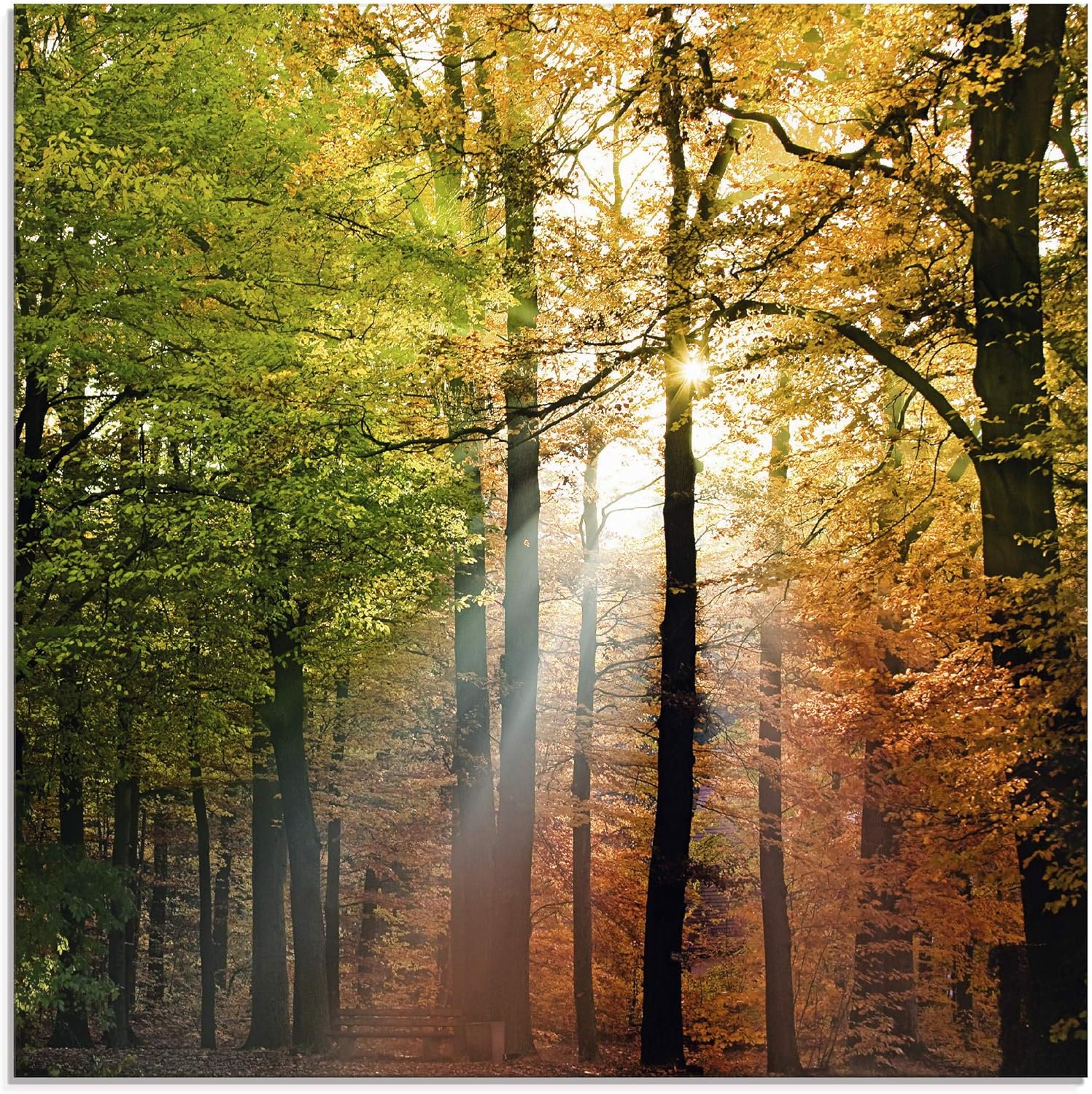 Bild von ARTland Wanddeko Glasbilder Wandbild Glas Bild einteilig 60x80 cm Hochformat Natur Wald Bäume Frühling Spaziergang Landschaft T1UC
