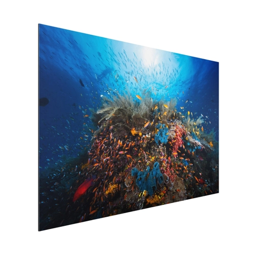 Bild von Alu-Dibond Wandbild Tiere Lagune Unterwasser
