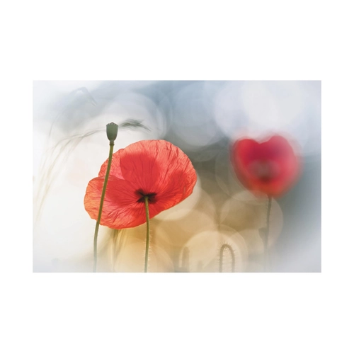 Bild von Alu-Dibond Blumen Mohnblumen am Morgen
