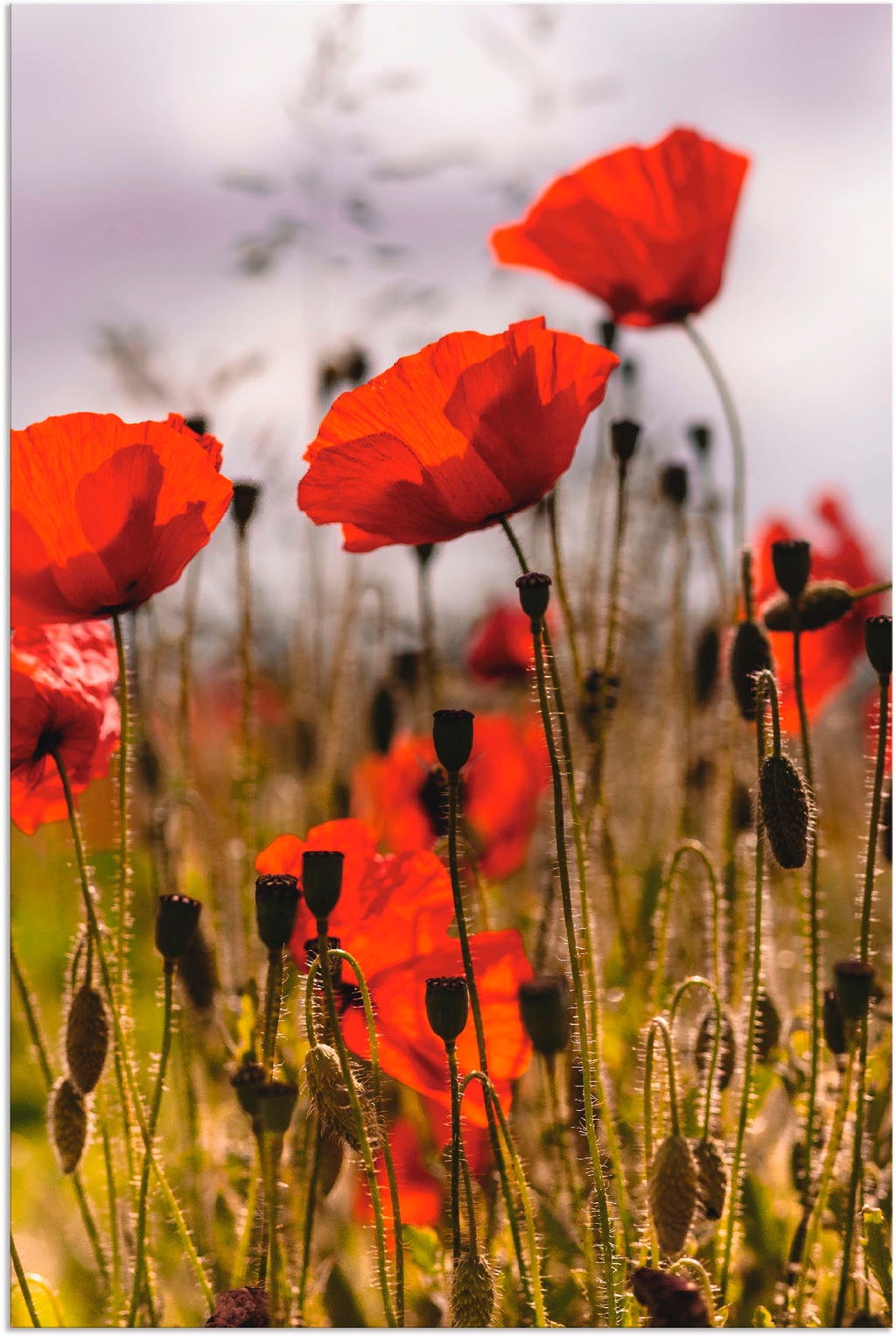 Bild von Artland Wandbild "Mohnblumen im Morgenlicht", Blumenwiese, (1 St.), als Alubild, Outdoorbild, Leinwandbild, Poster in verschied. Größen
