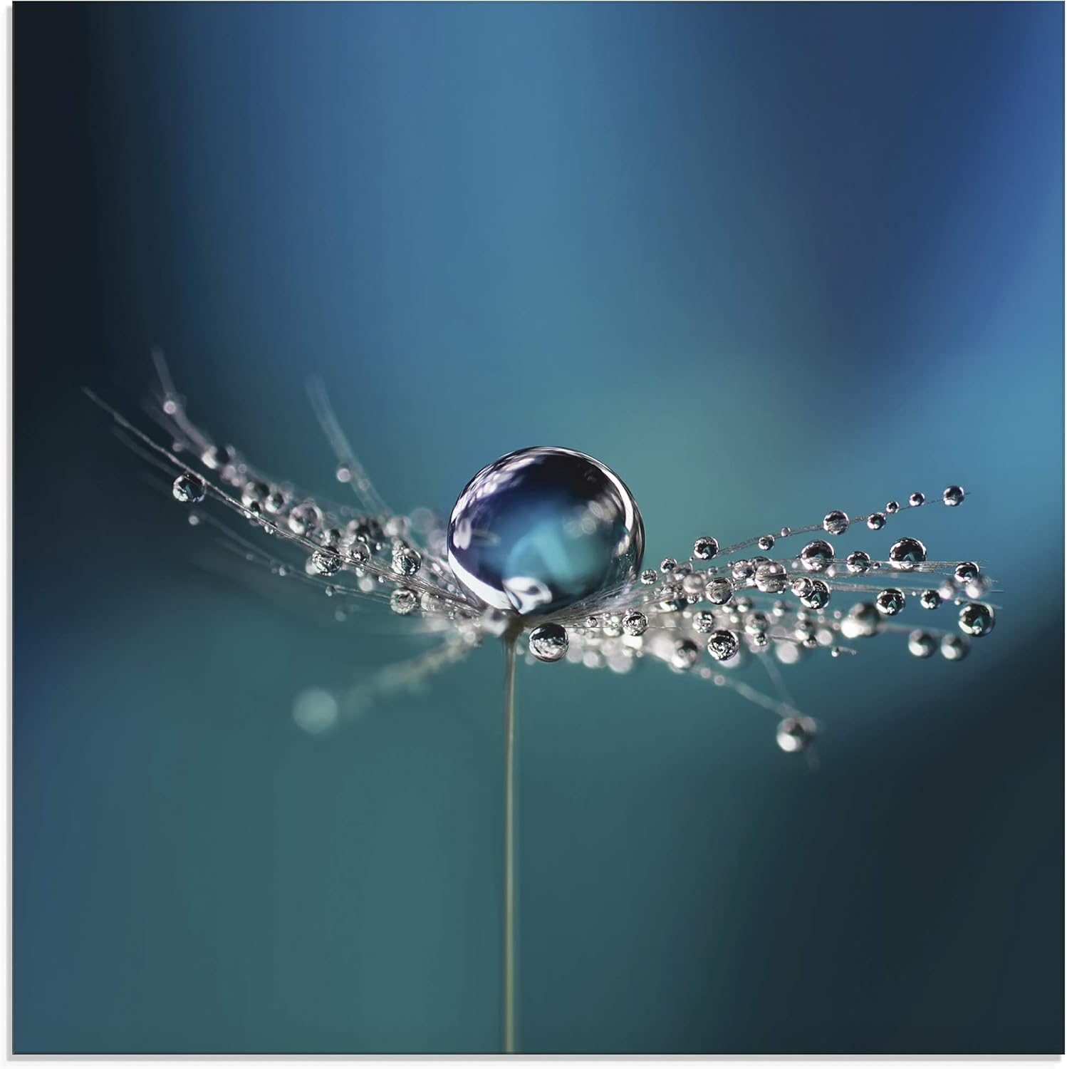 Bild von ARTland Wanddeko Glasbilder Wandbild Glas Bild einteilig 40x40 cm Quadratisch Natur Blumen Pusteblume Sonnenuntergang Himmel Moderne Kunst T5XL