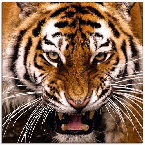Bild von Artland Glasbild »Tiger Kopf«, Wildtiere, (1 St.), in verschiedenen Größen