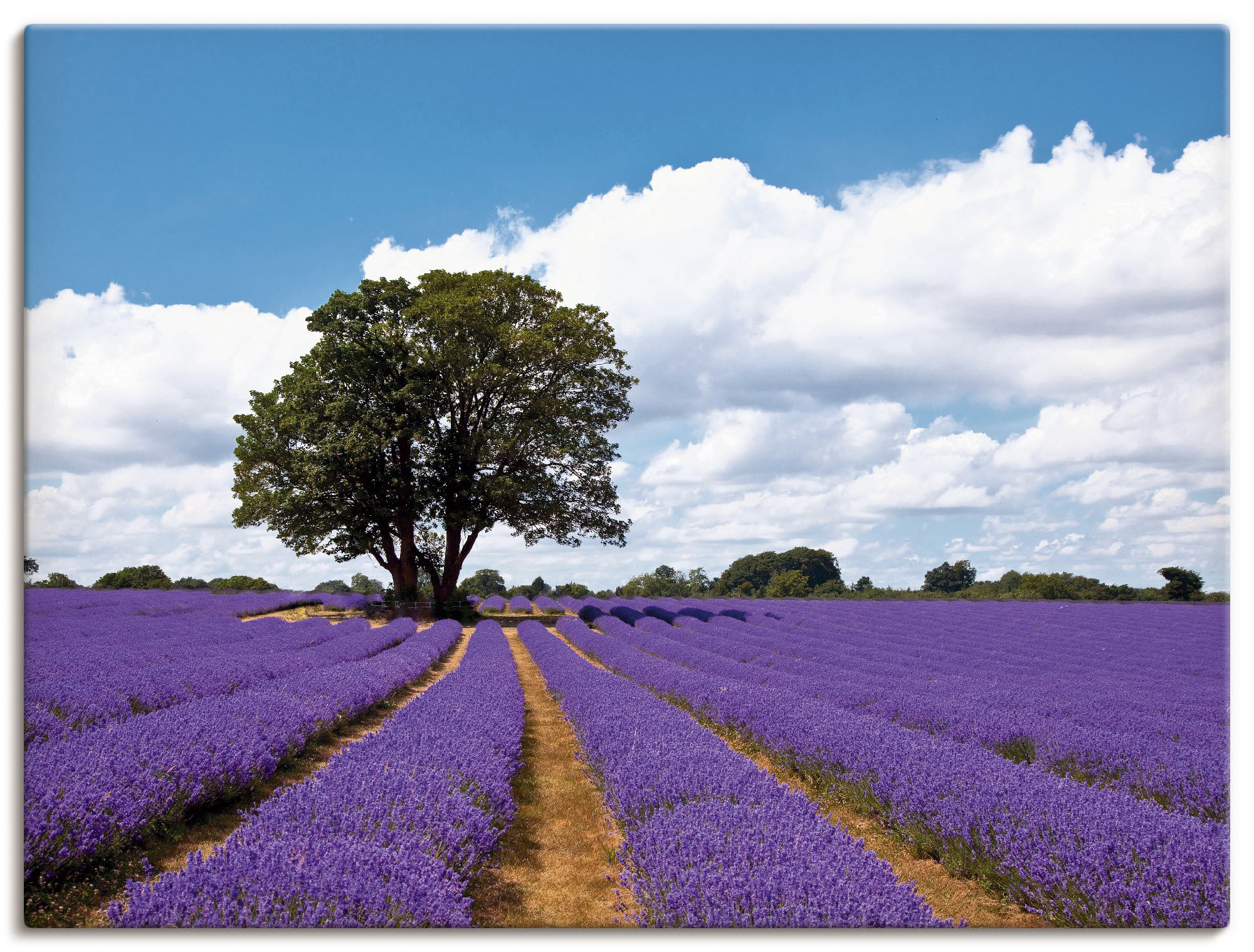 Bild von Artland Wandbild »Schönes Lavendelfeld im Sommer«, Felder, (1 St.), als Alubild, Outdoorbild, Leinwandbild in verschied. Größen