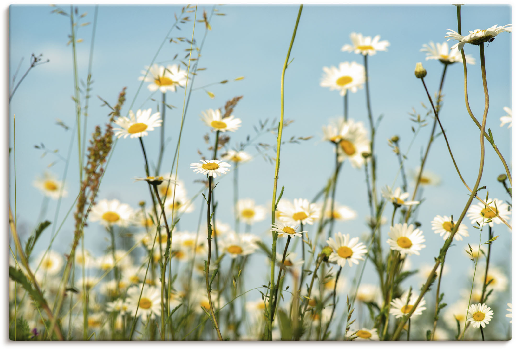 Bild von Artland Wandbild "Margeriten vor Sommer Himmel", Blumenbilder, (1 St.), als Leinwandbild, Wandaufkleber in verschied. Größen